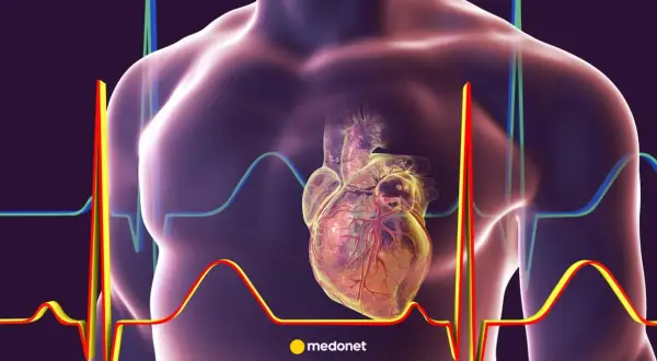 Anatomical heart with ECG lines. Czy lidokaina jest bezpieczna dla serca?