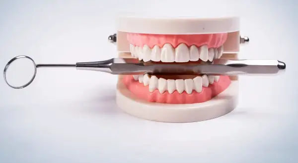 Model szczęki z zębami stałymi i narzędziami dentystycznymi.