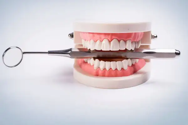 Model szczęki z zębami stałymi i narzędziami dentystycznymi.